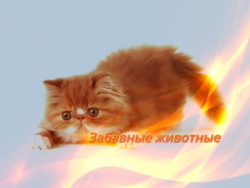 Забавные смешные прикольные животные Кошки,собаки,Позитив,Для детей Создай себе хорошее настроение Забавные смешные прикольные животные Кошки,собаки,Позитив,Для детей Создай себе хорошее настроение