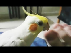КОТ ИЛИ КОШКА ЕСТ МОРОЖЕНОЕ СОБАКА ХРАПИТ СМЕШНЫЕ ВИДЕО ПРО ЖИВОТНЫХ Funny Di Pets КОТ ИЛИ КОШКА ЕСТ МОРОЖЕНОЕ СОБАКА ХРАПИТ СМЕШНЫЕ ВИДЕО ПРО ЖИВОТНЫХ Funny Di Pets