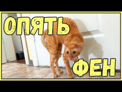 СМЕШНЫЕ КОТЫ ПРИКОЛЫ С КОТАМИ ТОПовая подборка 2016 ПРИКОЛЫ С КОШКАМИ FUNNY CATS Смешные моменты СМЕШНЫЕ КОТЫ ПРИКОЛЫ С КОТАМИ ТОПовая подборка 2016 ПРИКОЛЫ С КОШКАМИ FUNNY CATS Смешные моменты