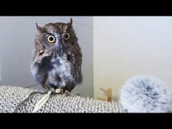 Попугаи и милые птицы Смешные видео приколы про птиц Cute Birds Попугаи и милые птицы Смешные видео приколы про птиц Cute Birds