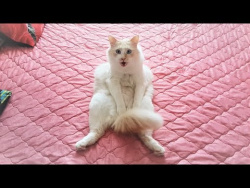 СМЕШНЫЕ КОТЫ И КОШКИ 2018 ЛУЧШИЕ ПРИКОЛЫ С КОТАМИ ЗА НЕДЕЛЮ О чём Сидят Коты СМЕШНЫЕ КОТЫ И КОШКИ 2018 ЛУЧШИЕ ПРИКОЛЫ С КОТАМИ ЗА НЕДЕЛЮ О чём Сидят Коты