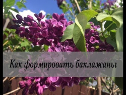 Как избавиться от почвенных вредителей? Дачные сезоны 26 мая 2018 Как избавиться от почвенных вредителей? Дачные сезоны 26 мая 2018