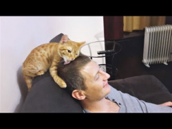 Приколы с кошками и котами Подборка смешных видео с котиками и кошечками Кошкина любовь Приколы с кошками и котами Подборка смешных видео с котиками и кошечками Кошкина любовь