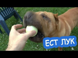 ПРИКОЛЫ С ЖИВОТНЫМИ ШОК ОНА ЕСТ ЛУК Прикол с собакой СМЕШНОЕ И МИЛОЕ ВИДЕО собака лук поедака ПРИКОЛЫ С ЖИВОТНЫМИ ШОК ОНА ЕСТ ЛУК Прикол с собакой СМЕШНОЕ И МИЛОЕ ВИДЕО собака лук поедака