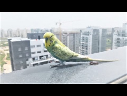 ПРИКОЛЫ 2018 Март Лучшие приколы с животными за неделю Смешные Кошки Собаки и Попугаи 101 Pets Media ПРИКОЛЫ 2018 Март Лучшие приколы с животными за неделю Смешные Кошки Собаки и Попугаи 101 Pets Media