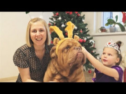 Новогодние приколы с животными 2018 FUNNY ANIMALS COMPILATION 面白い犬と猫 lustige Tiere Новогодние приколы с животными 2018 FUNNY ANIMALS COMPILATION 面白い犬と猫 lustige Tiere