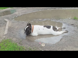 Приколы про собак 2018 Смешные собаки Приколы с животными 2018 Funny Bulldog Videos Приколы про собак 2018 Смешные собаки Приколы с животными 2018 Funny Bulldog Videos