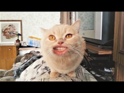Коты поют очень круто Смешная песня про Кота Коты поют очень круто Смешная песня про Кота