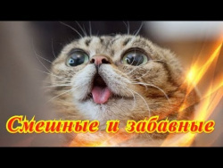 Приколы про животных Позитив Для детей Создай себе хорошее настроение Приколы про животных Позитив Для детей Создай себе хорошее настроение