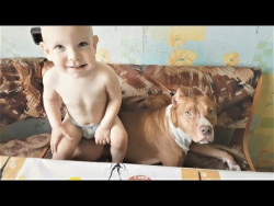 Приколы с животными 2017 Смешные Собаки и Кошки очень любят массаж Funny Pet Videos 2017 Приколы с животными 2017 Смешные Собаки и Кошки очень любят массаж Funny Pet Videos 2017