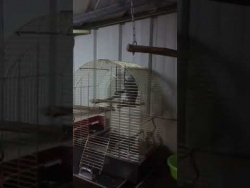 Попугай поёт: "Купите мне ботиночки.." Попугай поёт: "Купите мне ботиночки.."
