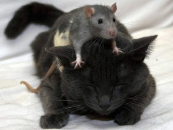 Кошки-мышки/Cat-and-mouse Кошки-мышки/Cat-and-mouse