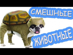 Приколы с животными|Самые Смешные Собаки Коты и Кошки|Отборные лучшие приколы 2016 2017|Дети видео Приколы с животными|Самые Смешные Собаки Коты и Кошки|Отборные лучшие приколы 2016 2017|Дети видео