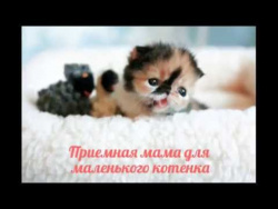 Приемная мама для маленького котенка / Foster mother for a kitten Приемная мама для маленького котенка / Foster mother for a kitten