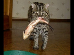 Приколы с котами - КОТЫ НА РЫБАЛКЕ. Лучшая подборка котов рыболовов. Приколы с котами - КОТЫ НА РЫБАЛКЕ. Лучшая подборка котов рыболовов.