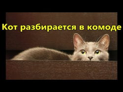 Прикол - смешной кот разбирается в комоде. Смешное видео с животными. Прикол - смешной кот разбирается в комоде. Смешное видео с животными.