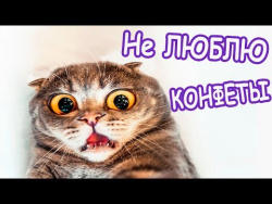 Моя кошка не любит конфеты Приколы про кошек Funny cats Валера ТВ Моя кошка не любит конфеты Приколы про кошек Funny cats Валера ТВ