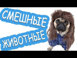 Новые смешные видео про животных|Приколы коты кошки собаки| животные к 8 марта|щенячий смех патруль Новые смешные видео про животных|Приколы коты кошки собаки| животные к 8 марта|щенячий смех патруль