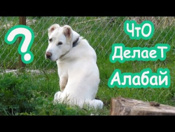 ЛУЧШИЕ ПРИКОЛЫ 2017 МАЙ | Лучшая Подборка Приколов | ТОПОВЫЕ РУССКИЕ ПРИКОЛЫ ПРО ЖИВОТНЫХ МАЯ ЛУЧШИЕ ПРИКОЛЫ 2017 МАЙ | Лучшая Подборка Приколов | ТОПОВЫЕ РУССКИЕ ПРИКОЛЫ ПРО ЖИВОТНЫХ МАЯ