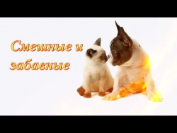 Смешные животные. Приколы с животными. Для детей. . Fanny animals. Создай себе настроение Смешные животные. Приколы с животными. Для детей. . Fanny animals. Создай себе настроение