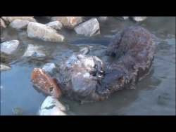 Ben the GIANT Buck Mink: Getting a BIG Muskrat Ben the GIANT Buck Mink: Getting a BIG Muskrat
