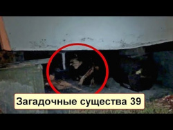 НОВЫЕ ЗАГАДОЧНЫЕ СУЩЕСТВА СНЯТЫЕ НА ВИДЕО 39 НОВЫЕ ЗАГАДОЧНЫЕ СУЩЕСТВА СНЯТЫЕ НА ВИДЕО 39