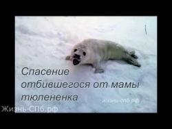 Спасение отбившегося от мамы тюленёнка Спасение отбившегося от мамы тюленёнка