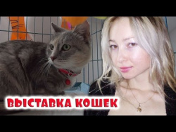 Выставка кошек Выставка кошек