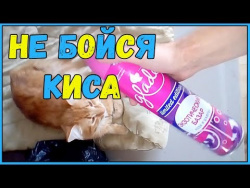 Приколы про котов и собак ТОПовая подборка Кошки и Собаки Не бойся киса! Приколы про котов и собак ТОПовая подборка Кошки и Собаки Не бойся киса!