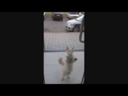 Кота не пускают в дом Кота не пускают в дом