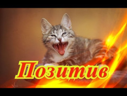Приколы с животными Кошки Собаки Fanny animals Создай себе хорошее настроение Приколы с животными Кошки Собаки Fanny animals Создай себе хорошее настроение