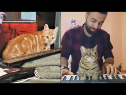 ПОЮЩИЕ КОШКИ И СОБАКИ Приколы с животными 2018 Подборка Животные и Музыка Cute Misic Pets ПОЮЩИЕ КОШКИ И СОБАКИ Приколы с животными 2018 Подборка Животные и Музыка Cute Misic Pets