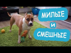 Самые смешные приколы про животных за неделю май 2017 очень смешные животные собаки коты и кошки Самые смешные приколы про животных за неделю май 2017 очень смешные животные собаки коты и кошки