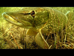 Щука каннибал: атака на рыболовные комбинированные приманки под водой. Видео-рыбалка. Щука каннибал: атака на рыболовные комбинированные приманки под водой. Видео-рыбалка.