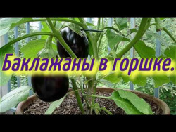 Баклажаны в горшке(часть-1).Баклажаны выращивание в горшке зимой в теплице. Баклажаны в горшке(часть-1).Баклажаны выращивание в горшке зимой в теплице.