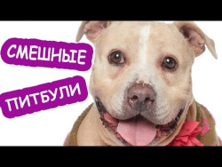 Самые смешные животные Приколы 2017 про собак Собаки и Кошки питомцы и домашние животные cute dogs Самые смешные животные Приколы 2017 про собак Собаки и Кошки питомцы и домашние животные cute dogs