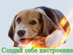 Смешные животные Позитив для детей кошки,собаки Прикольное видео Создай себе хорошее настроение Смешные животные Позитив для детей кошки,собаки Прикольное видео Создай себе хорошее настроение
