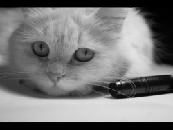 Кот, голодный и несчастный. А почему вы улыбаетесь? Кот, голодный и несчастный. А почему вы улыбаетесь?