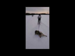 Ленивый лыжник Ленивый лыжник