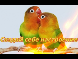Смешные попугаи.Видео.Для детей.Забавные попугаи.Создай себе хорошее настроение Смешные попугаи.Видео.Для детей.Забавные попугаи.Создай себе хорошее настроение