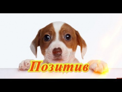 Смешные кошки коты собаки Позитив Для детей Создай себе хорошее настроение Смешные кошки коты собаки Позитив Для детей Создай себе хорошее настроение