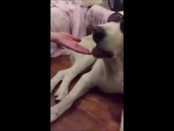 Брутальный алабай Султан Брутальный алабай Султан