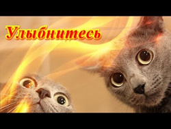 Смешное видео про животных для детей и не только Создай себе хорошее настроение Смешное видео про животных для детей и не только Создай себе хорошее настроение