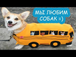 Собаки кот и кошки | приколы 2017 про животных | домашние животные|we love dogs|Funny Cats And Dogs Собаки кот и кошки | приколы 2017 про животных | домашние животные|we love dogs|Funny Cats And Dogs