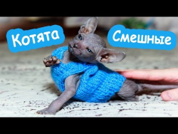 Забавные кошки и котята ЛУЧШИЕ Приколы 2017 АПРЕЛЬ Сборник про животных смешные коты котики котята Забавные кошки и котята ЛУЧШИЕ Приколы 2017 АПРЕЛЬ Сборник про животных смешные коты котики котята