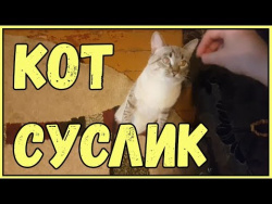 СМЕШНЫЕ КОТЫ И КОШКИ 2017 ПРИКОЛЫ С КОТАМИ И КОШКАМИ 2017 ПРИКОЛЫ ПРО КОШЕК #39 КОТ СУСЛИК СМЕШНЫЕ КОТЫ И КОШКИ 2017 ПРИКОЛЫ С КОТАМИ И КОШКАМИ 2017 ПРИКОЛЫ ПРО КОШЕК #39 КОТ СУСЛИК