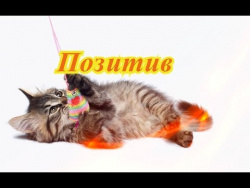 Кошки собаки котята Fanny animals Создай себе хорошее настроение Кошки собаки котята Fanny animals Создай себе хорошее настроение