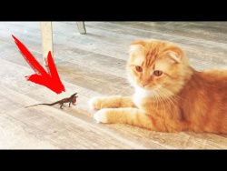 Самые милые приколы про животных потомки динозавров Смешные яшерицы Cute Lizards Самые милые приколы про животных потомки динозавров Смешные яшерицы Cute Lizards