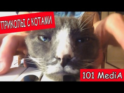 ТОП САМЫЕ СМЕШНЫЕ КОТЫ ПРИКОЛЫ С КОТАМИ МОИ ПИТОМЦЫ КОТЫ СОБАКИ ПРИКОЛЫ ПРО ЖИВОТНЫХ 2017 ПОЗИТИВ ТОП САМЫЕ СМЕШНЫЕ КОТЫ ПРИКОЛЫ С КОТАМИ МОИ ПИТОМЦЫ КОТЫ СОБАКИ ПРИКОЛЫ ПРО ЖИВОТНЫХ 2017 ПОЗИТИВ