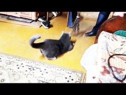 СМЕШНЫЕ КОТЫ И КОШКИ И СОБАКИ ПРИКОЛЫ 2017 ИЮНЬ Подборка Приколов про животных #59 кошка и метла СМЕШНЫЕ КОТЫ И КОШКИ И СОБАКИ ПРИКОЛЫ 2017 ИЮНЬ Подборка Приколов про животных #59 кошка и метла
